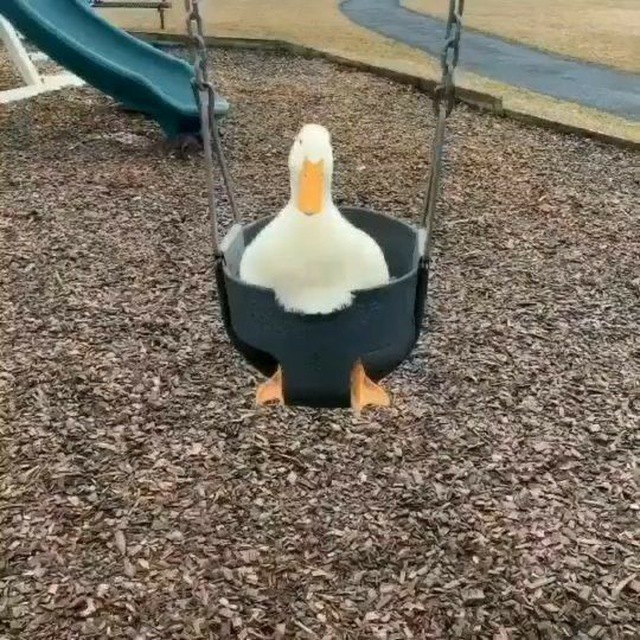 Noot Noot.