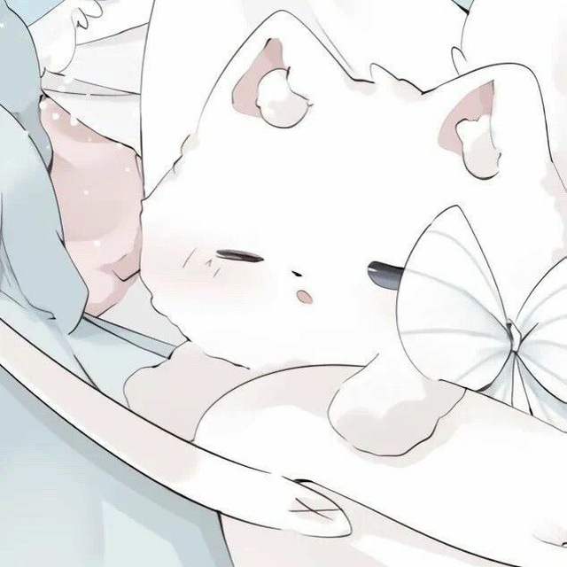 ⊹ ࣪˖ ‹ 웃긴 고양이! ૮ ˃̵֊ ˂̵ ა