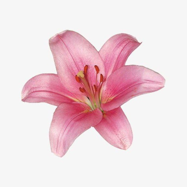 🌺