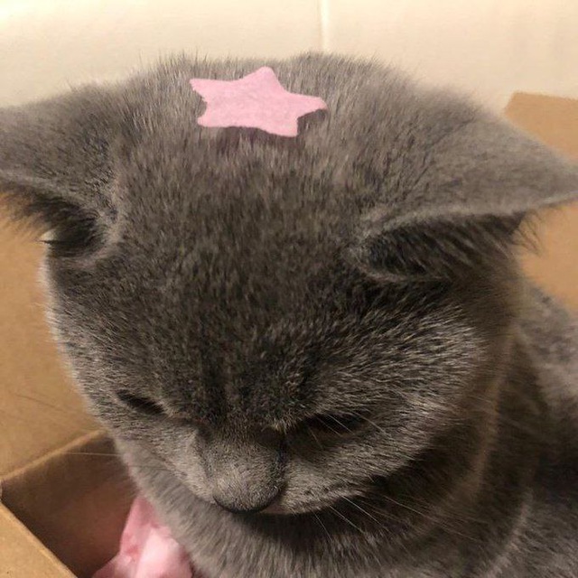 🐈