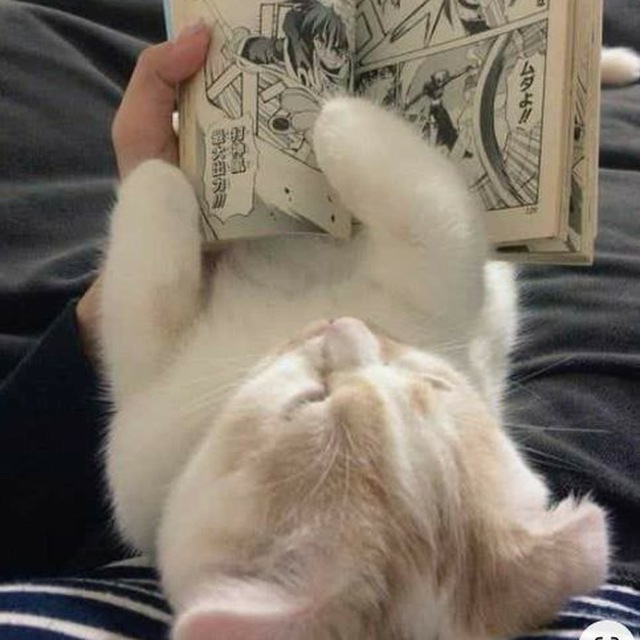 mi-meow