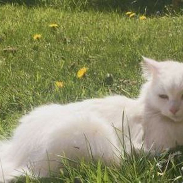 kucing lucuu