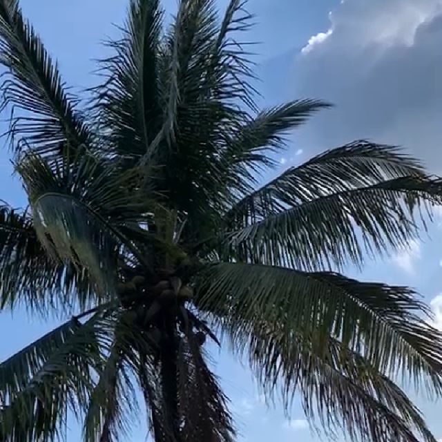 Zaza