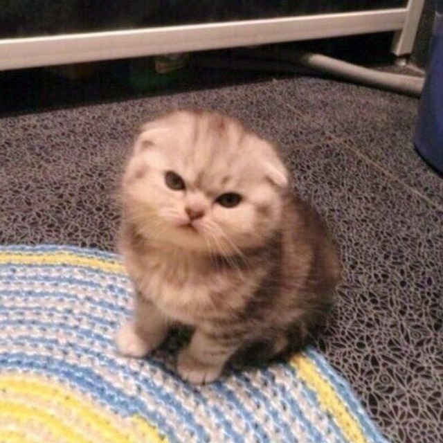 CUMAN BOT, JANGAN SPAM YH