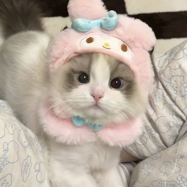 melooddyyie