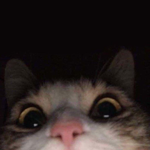 sasa