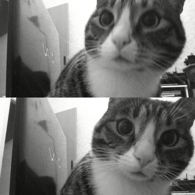 kucing. ♡