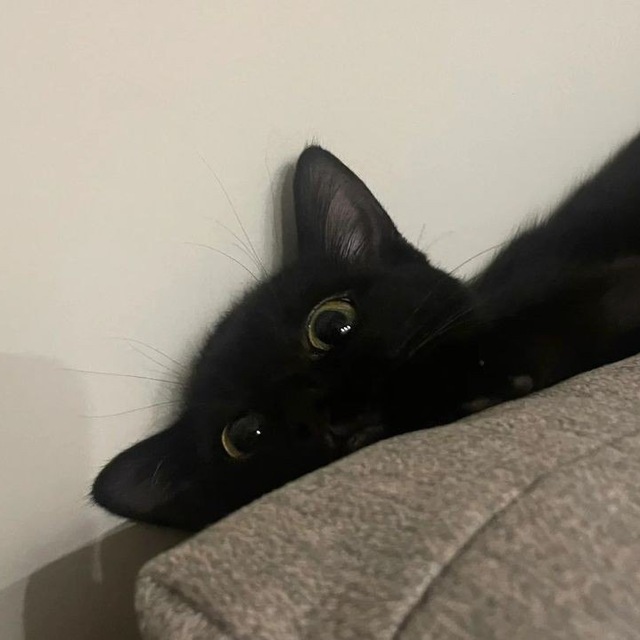 Jo
