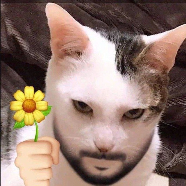 PFP 𝗜𝗙𝗢𝗥𝗧𝗨𝗠妖怪