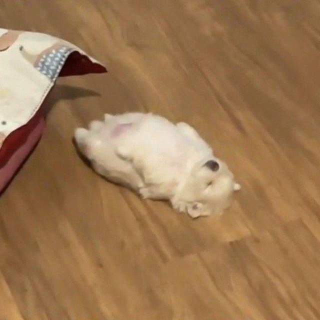 🐈