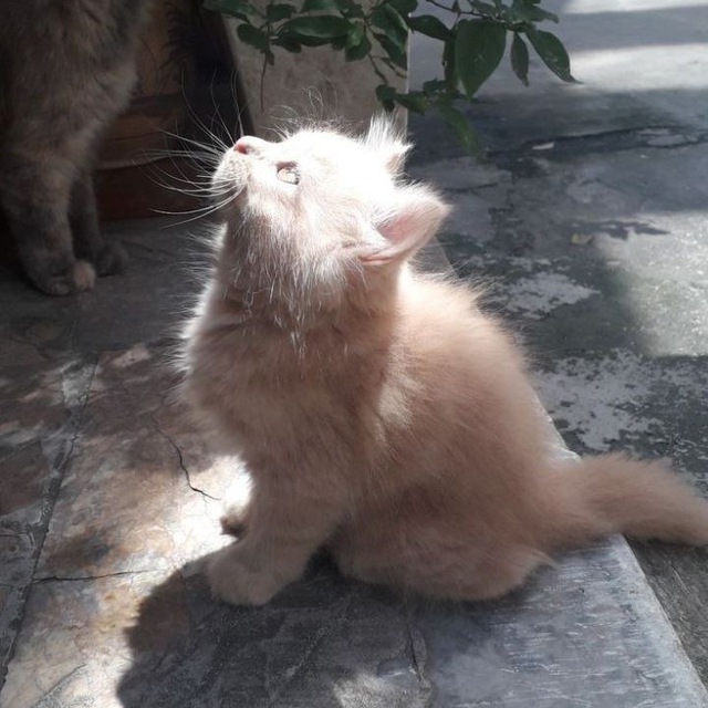 muscatyum
