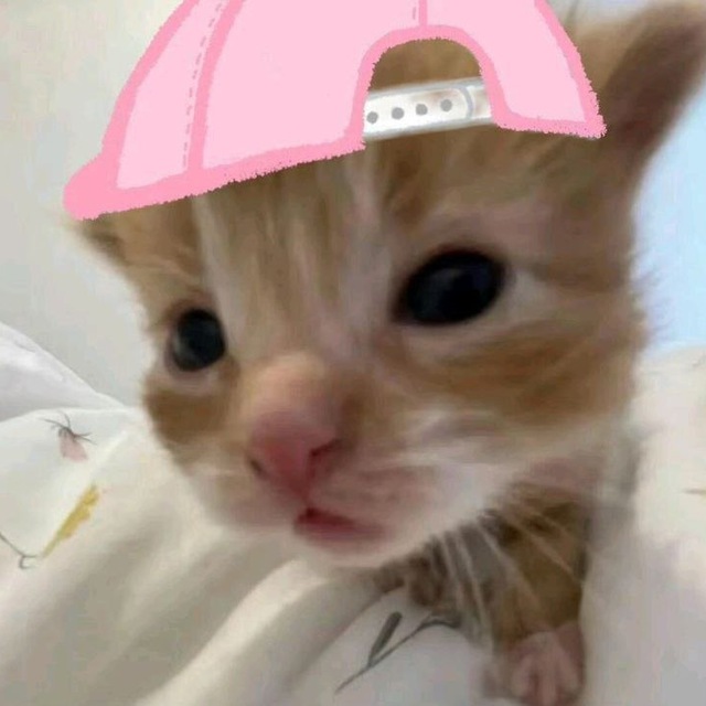 ୨ৎ˚⋆ miyam