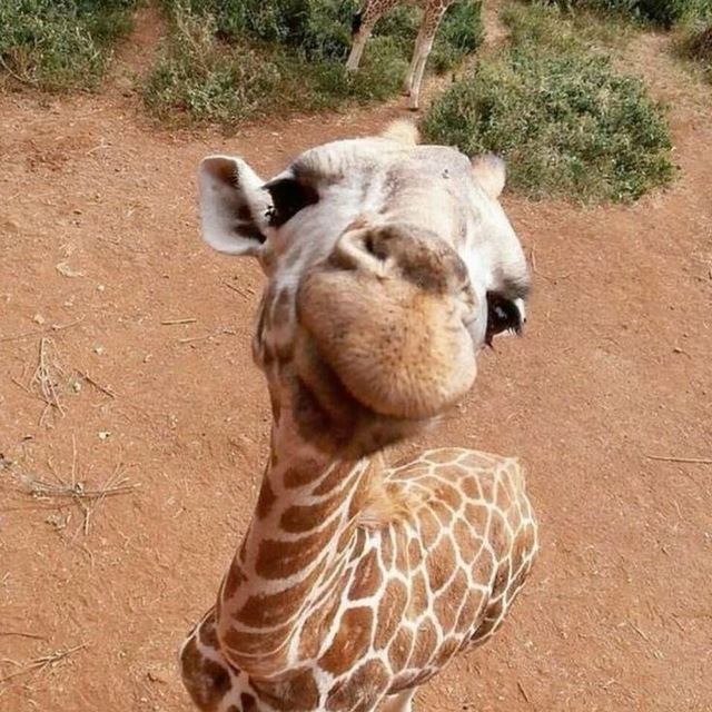 giraffe.