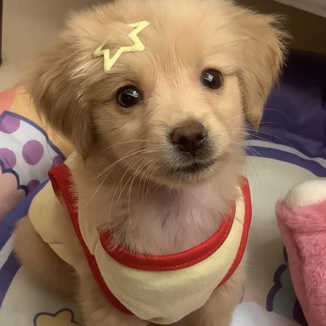 go-on-shopping 🐩