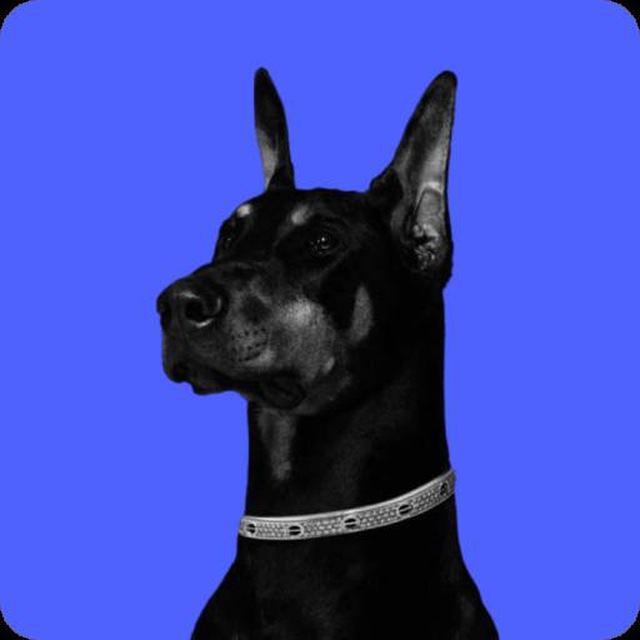 Doberman Media 🏳️‍🌈