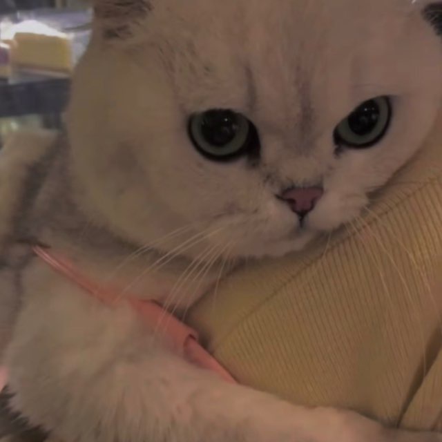 猫猫会员机器人（单月）