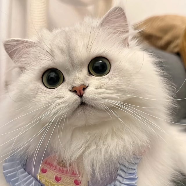 小楠的专属秘书