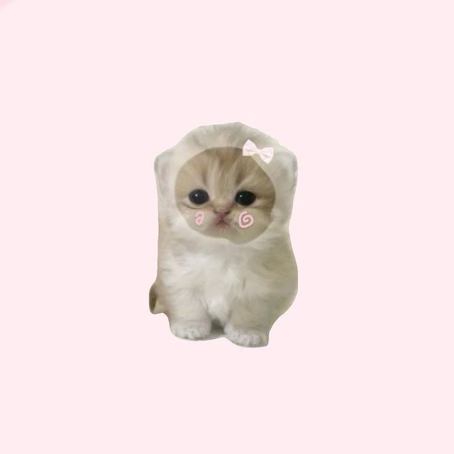 meow ♡
