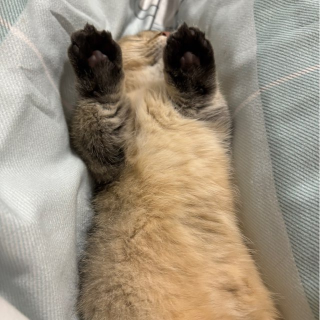 小沫机器人