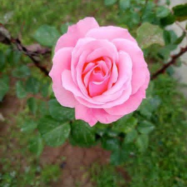 الزهور