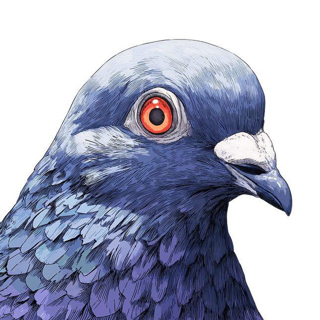 Pigeon