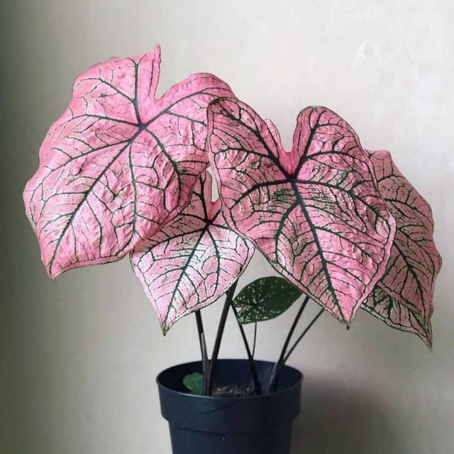 Botanica_caladium | Bot