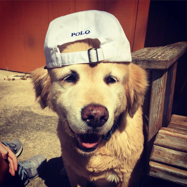 wtb wts pipu