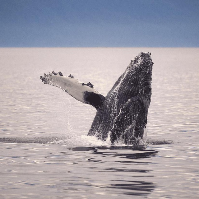 Visit Teriberka Бот