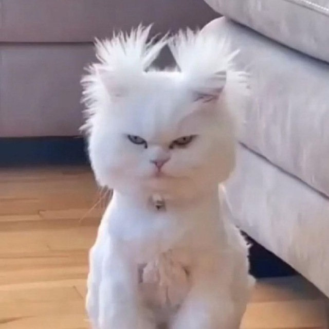 Angrykitty99