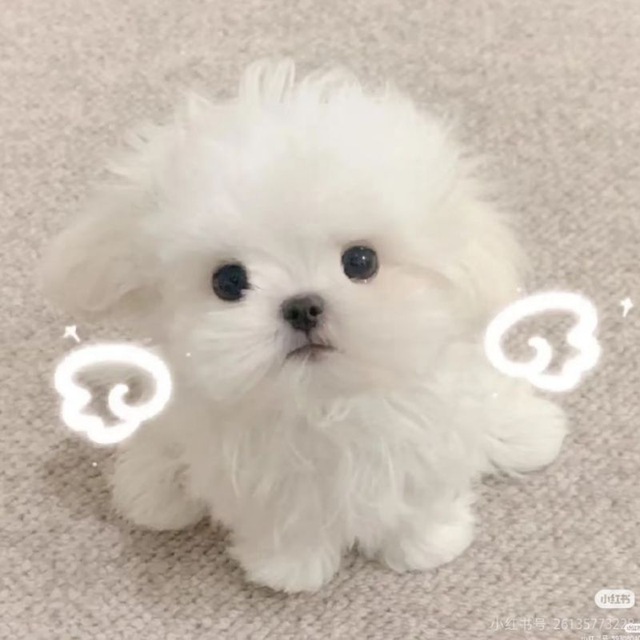 晚晚自助上号机器人💍