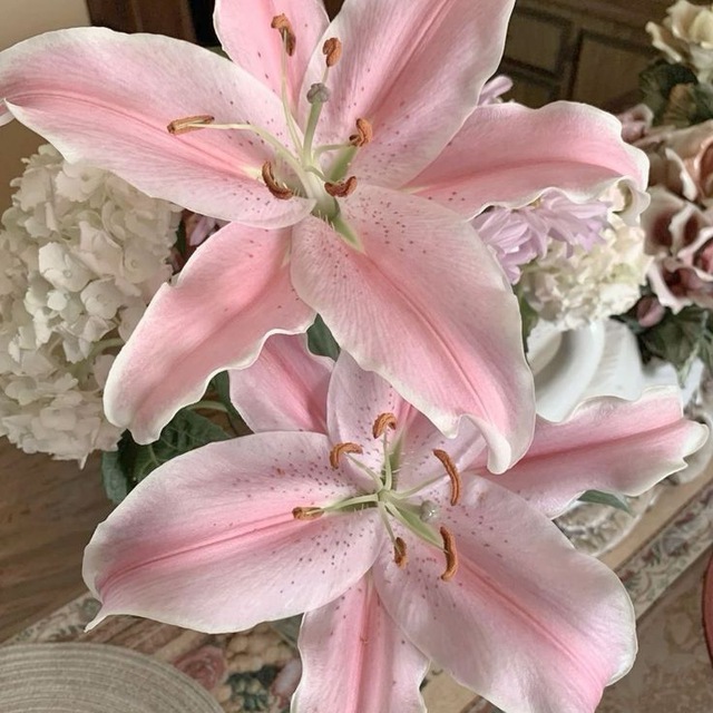 ˚ 𓍼 Navëey 🪷