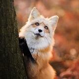 FoxRandom