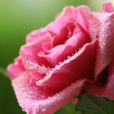 🌸 اذان گوی پیشرفته 🌸