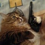 Скинь кота