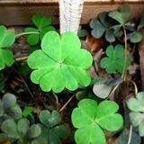 شبدر 🍀