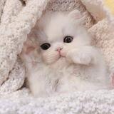 meong