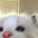 jo