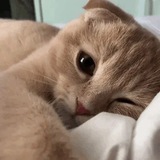 ˹ᴢᴇᴀᴅ˼ ✘ ˹ᴍᴜꜱɪᴄ˼