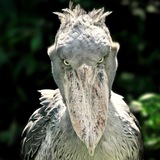 RaidBot by SocialBird