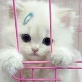 kitten busy