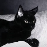 黑猫双向机器人
