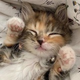 Send Cute Kittens & Other Stuff