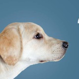Quiz_pet