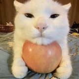 Предложка Котямбусы