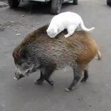 компостный бот