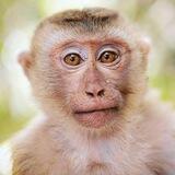 Monkeypox Tracker
