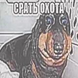 Рыба Предложка