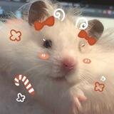 анон хомяка.🎀