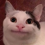 🐾 HR-отдел котиков
