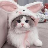 Темы | Языки | Стикеры